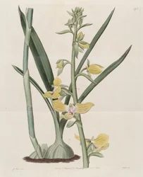 Kuva Eulophia speciosa (syn. Lissochilus speciosus)